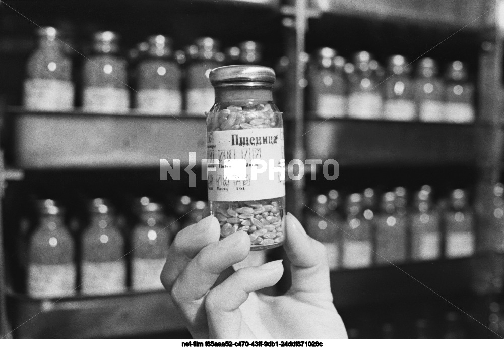 State repository of the world seed collection in Krasnodar region