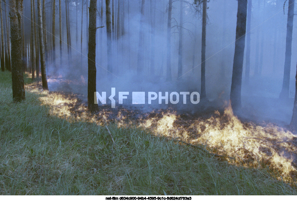 Forest fire in Nizhny Novgorod region