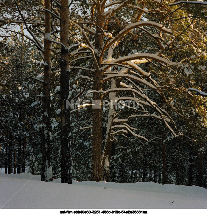 Nature of the Tyumen region