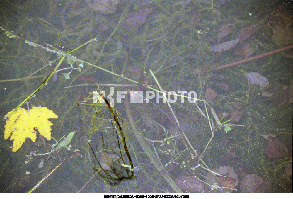 Autumn in the Kalinin region