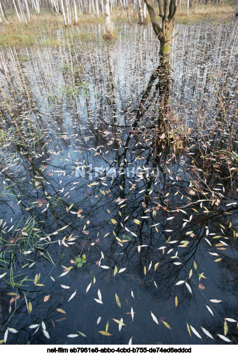 Nature of the Moscow region