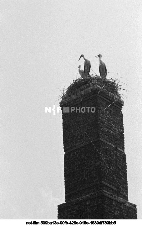 Аисты в Курской области
