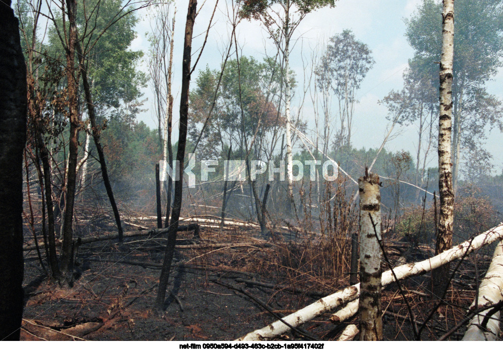 Forest fires in the Moscow region