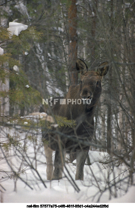 Тюменский государственный природный заказник