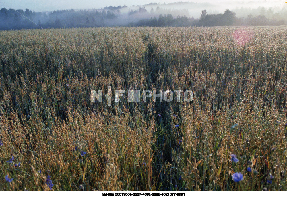 Nature of the Kalinin region