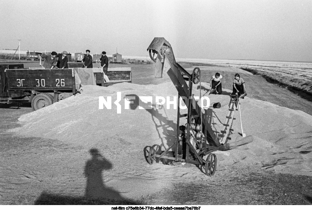 State farm "Flower" in Omsk region