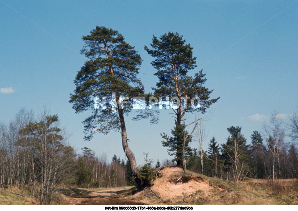 Nature of the Kalinin region