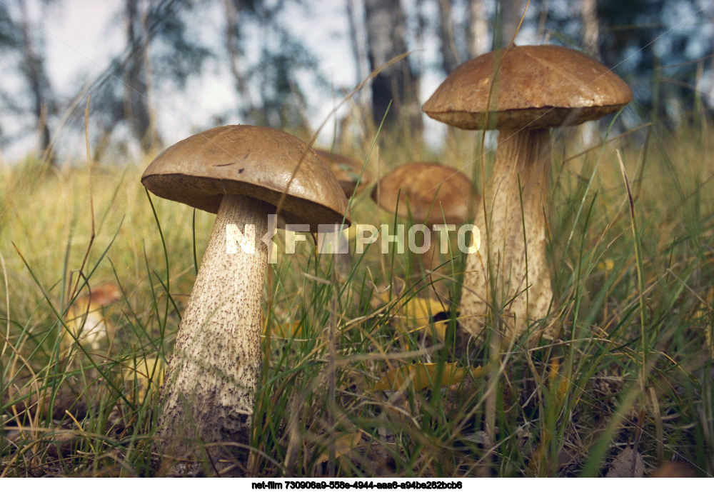 Грибы подберезовики