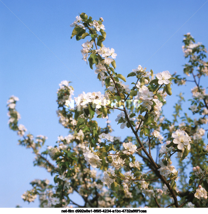 Fruit farm "Kursky" in Kursk region