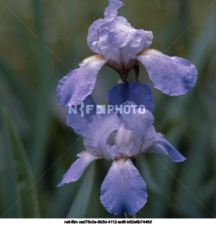 Цветение ирисов