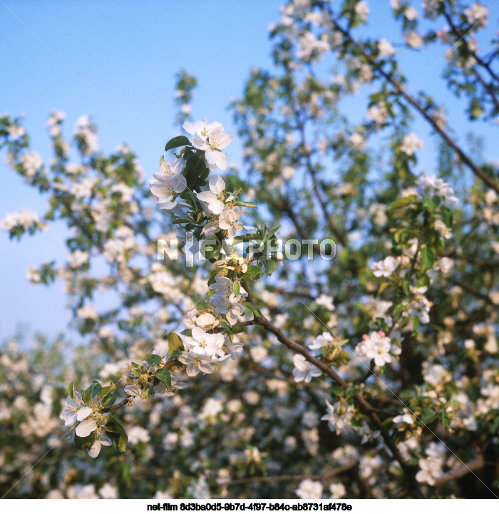 Fruit farm "Kursky" in Kursk region