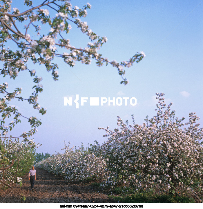 Fruit farm "Kursky" in Kursk region