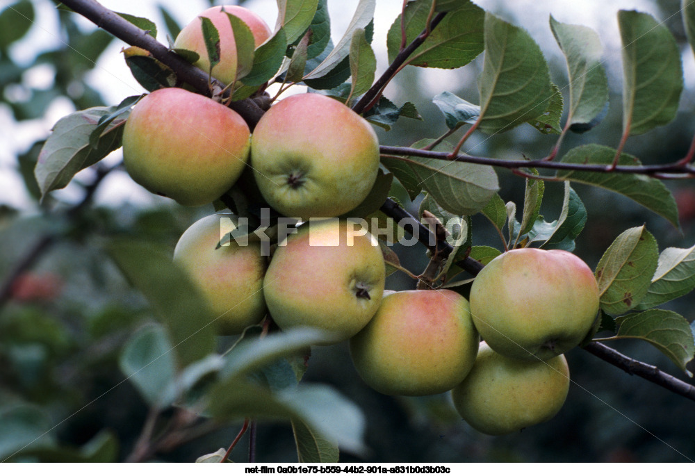 Fruit farm Oboyansky in Kursk region