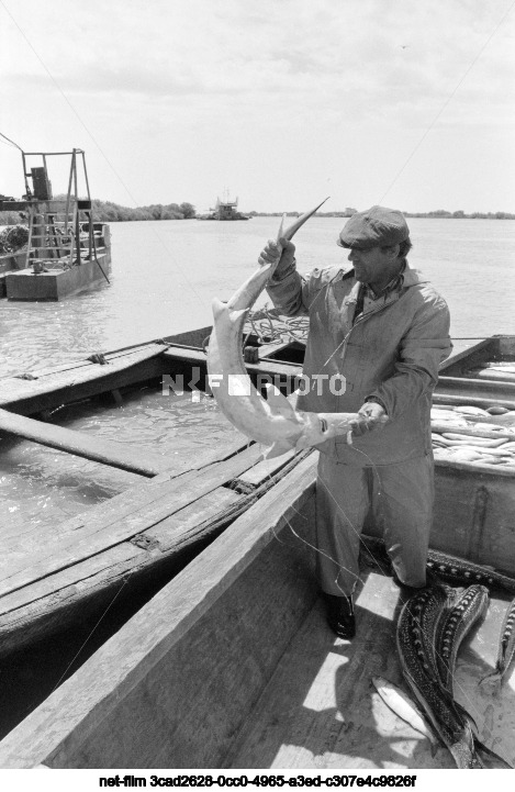 Вылов осетров в Астраханской области