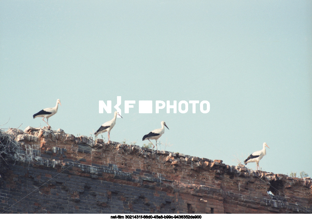 Аисты в Курской области
