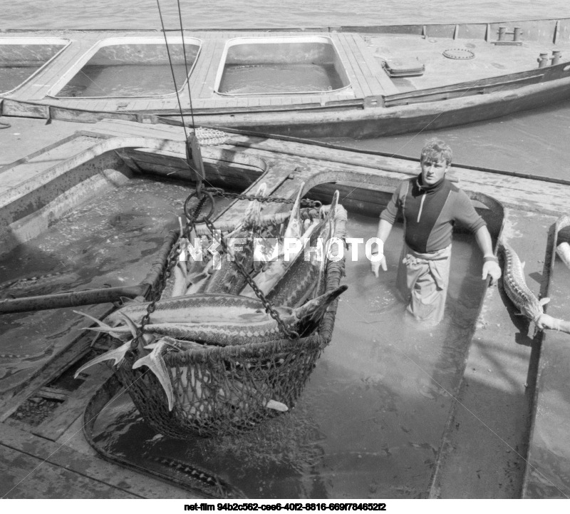 Вылов осетров в Астраханской области