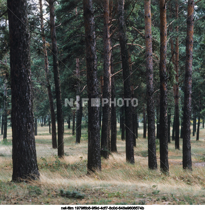 Nature of Kursk region