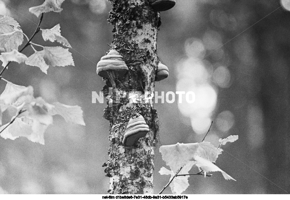 Березовые грибы