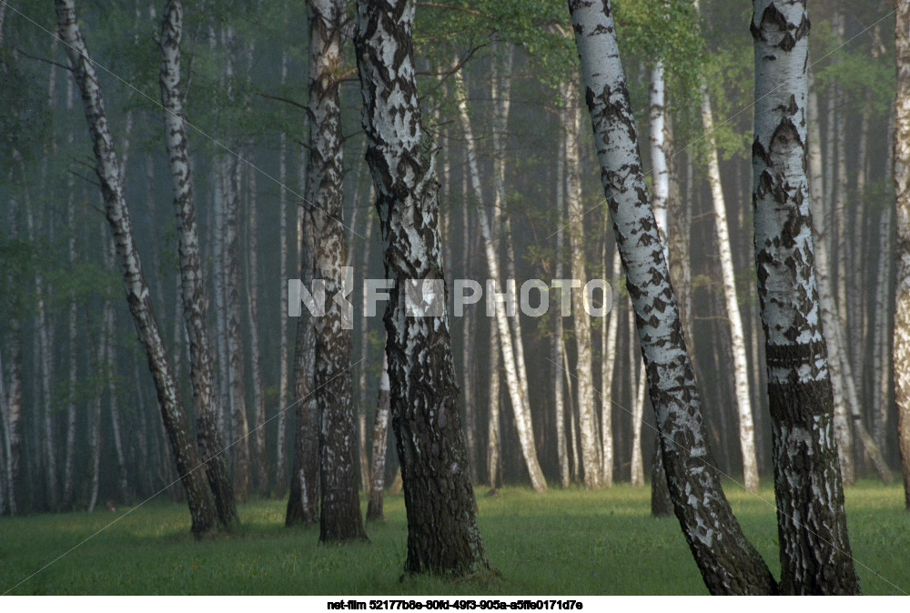 Spring in the Moscow region