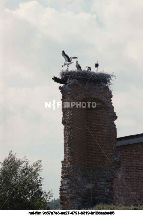 Аисты в Курской области