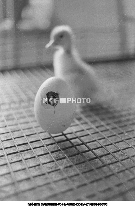 Malodubinskaya poultry farm in Moscow region