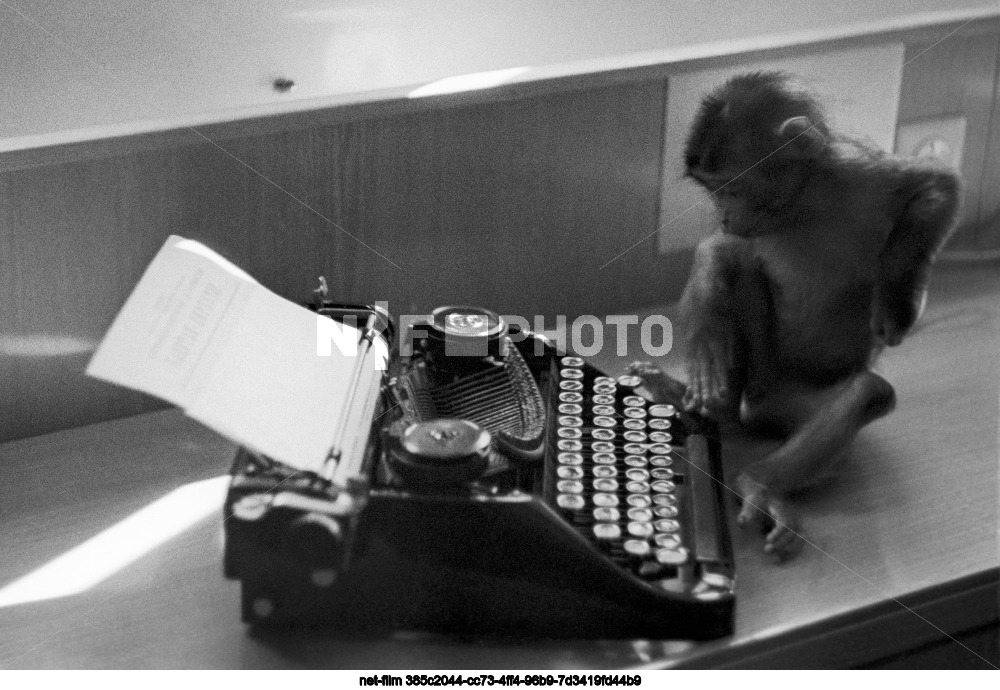 Обезьянка на китобойной плавбазе