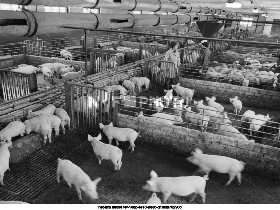 Cовхоз "Новгородский" в Новгородской области