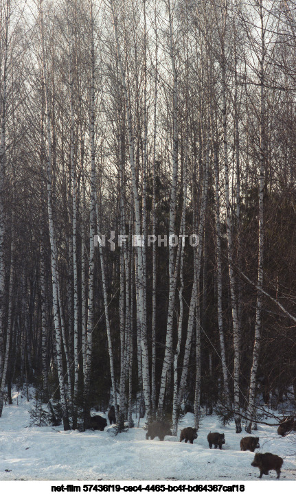 Spring in the Moscow region
