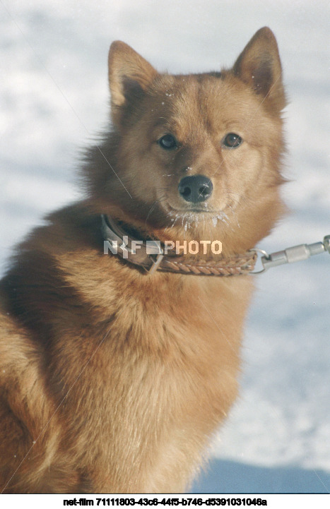 Карело-финская лайка