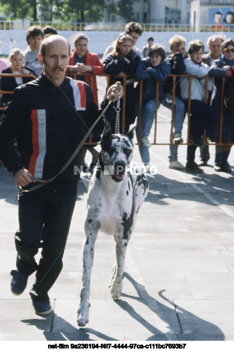 Выставка собак в Москве