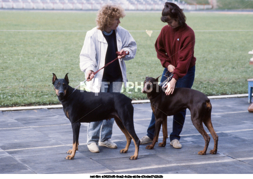 Выставка собак в Москве