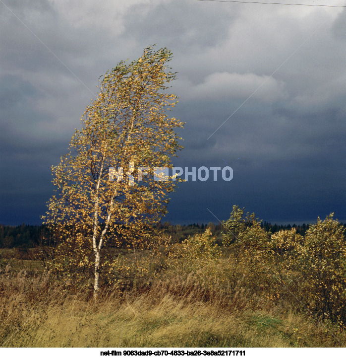 Природа Новгородской области
