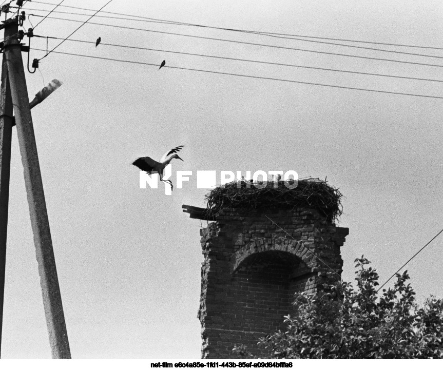 Аисты в Курской области