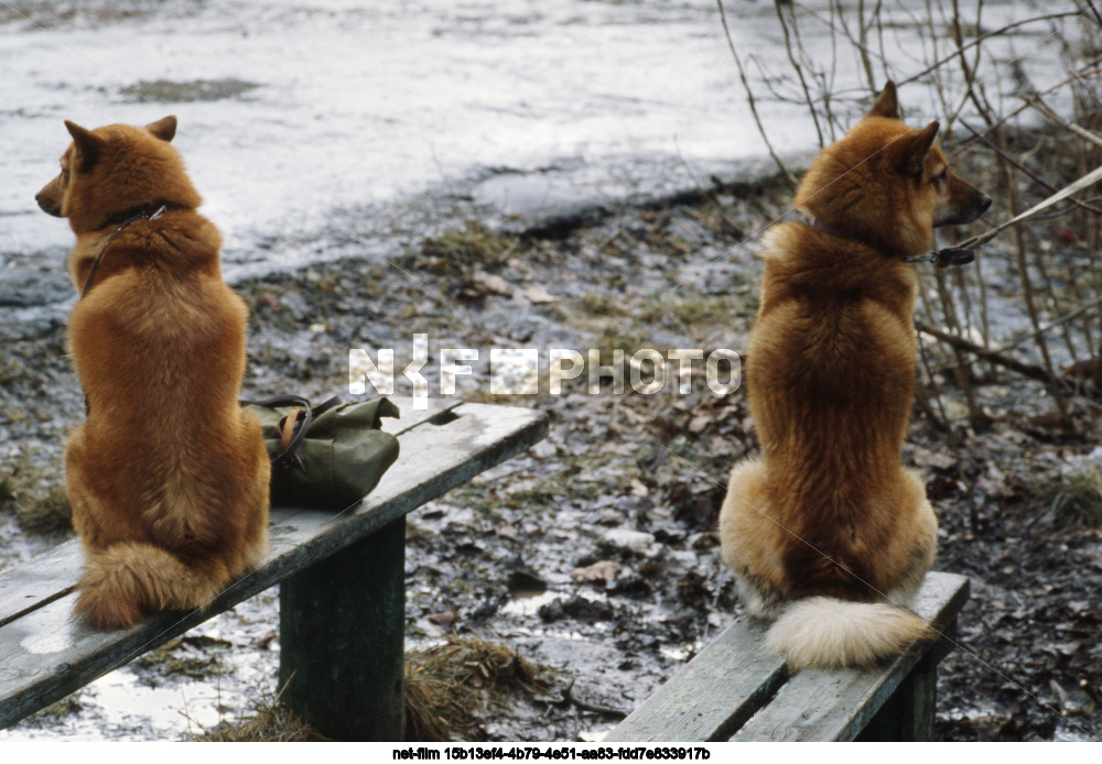Первая московская выставка лаек