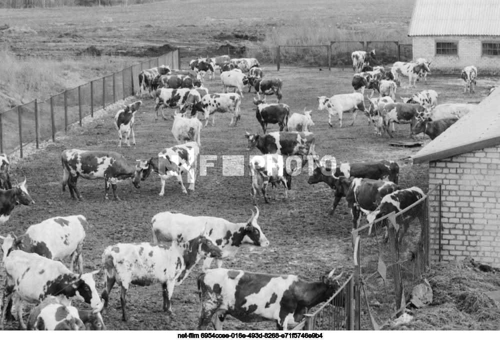State farm "Lenin's days" in Novgorod region