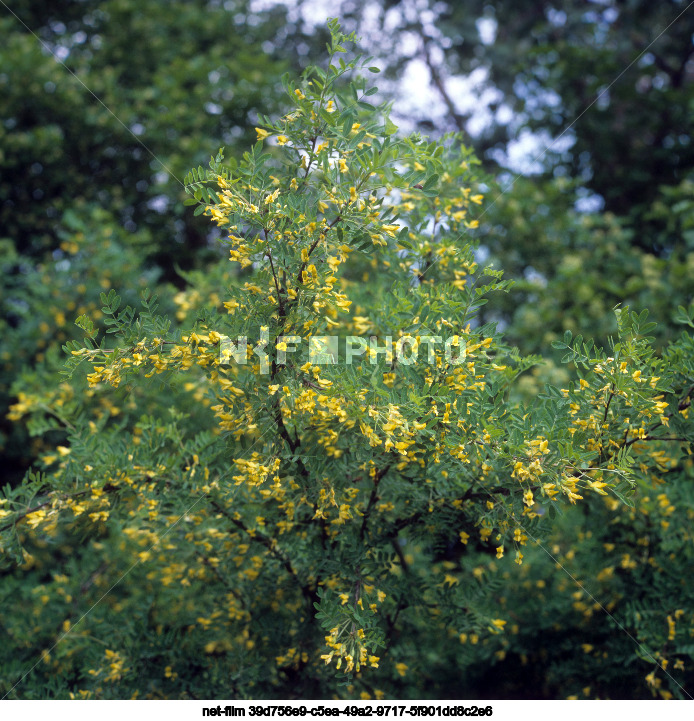 Blooming acacia, 1986