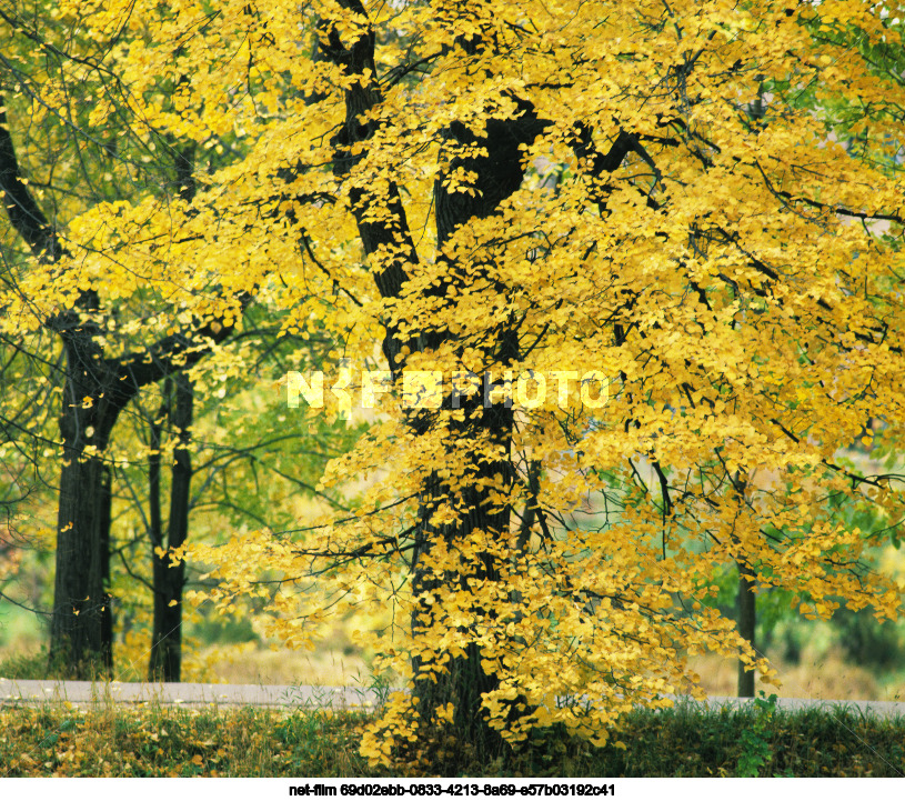 Осень в Ярославле