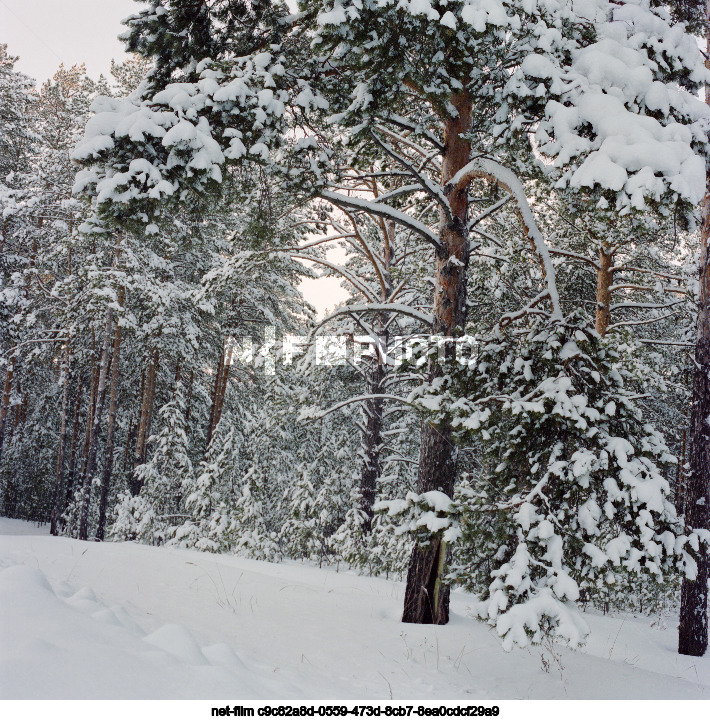 Nature of the Tyumen region