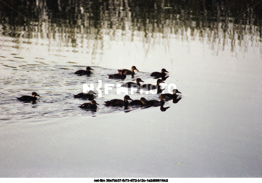 The Karyzhsky Forest Nature Reserve in the Kursk Region