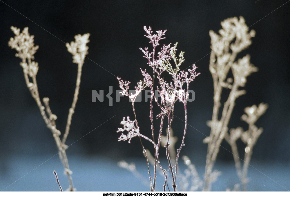 Nature of the Moscow region