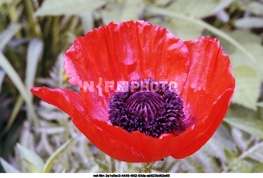 Красный мак