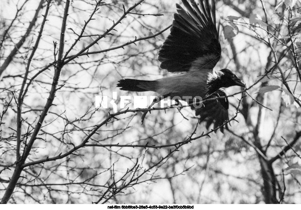 Museum-Reserve "Kolomenskoye" in Moscow