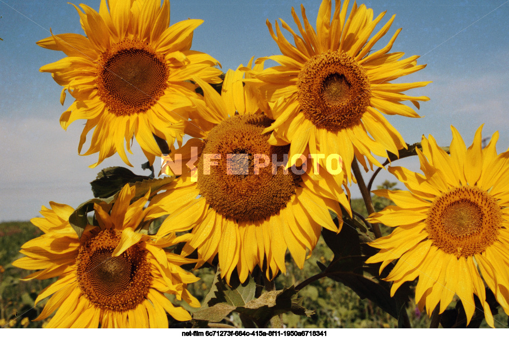 Подсолнухи