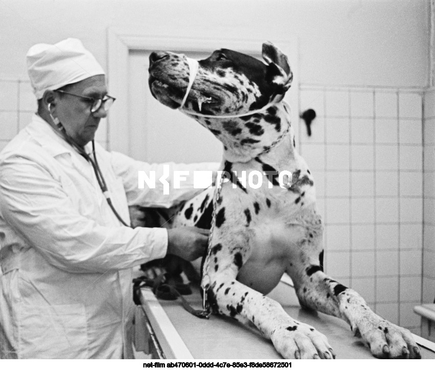 Veterinary clinic in Moscow