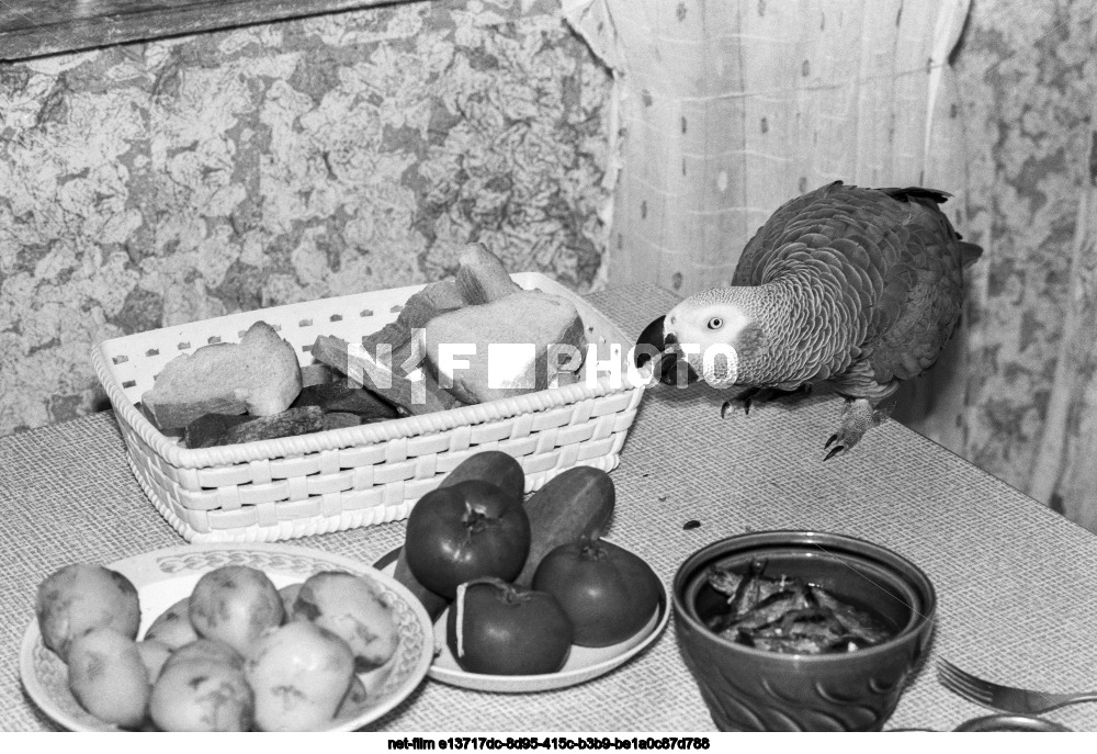 Попугай Жакоша