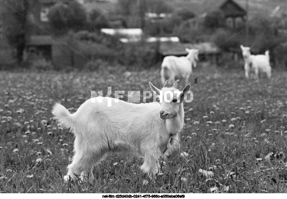 Summer in the Moscow region