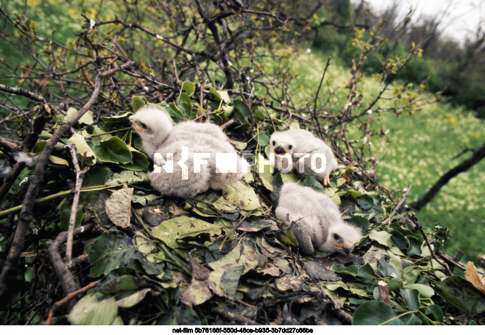 Центрально-Черноземный государственный заповедник им. проф. В.В. Алехина