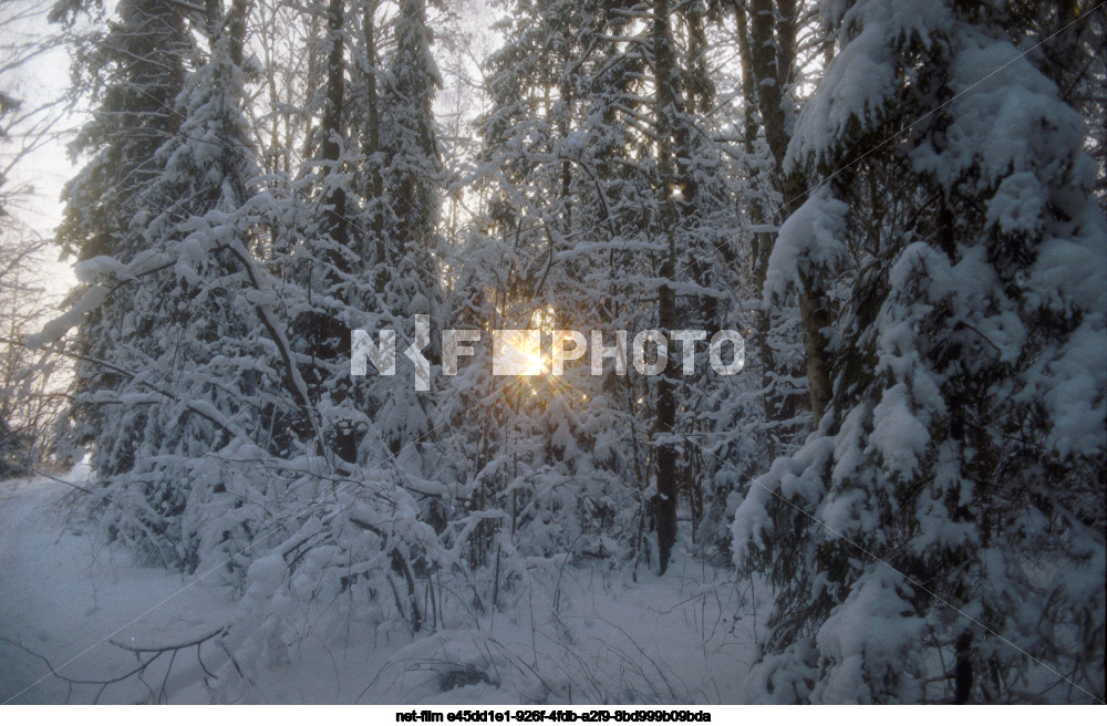 Winter in the Moscow region