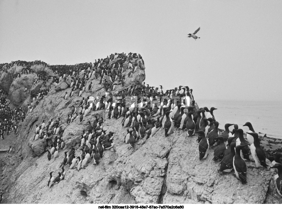 Природа Сахалинской области