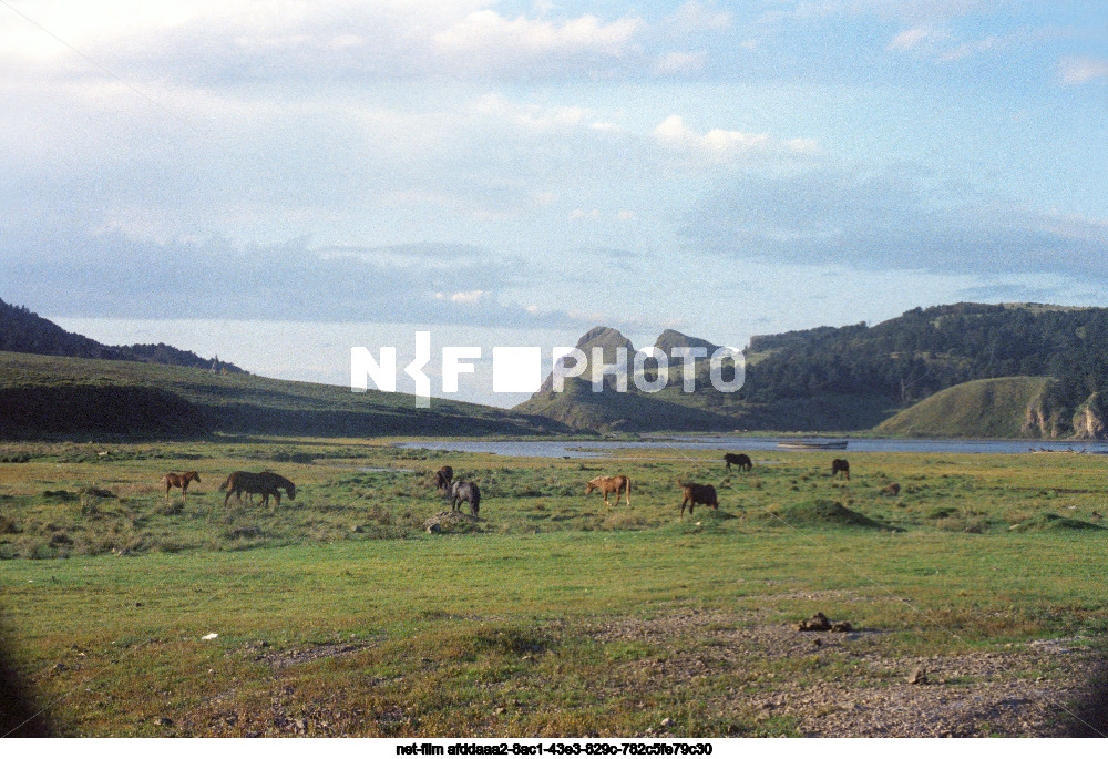 Виды Сахалинской области
